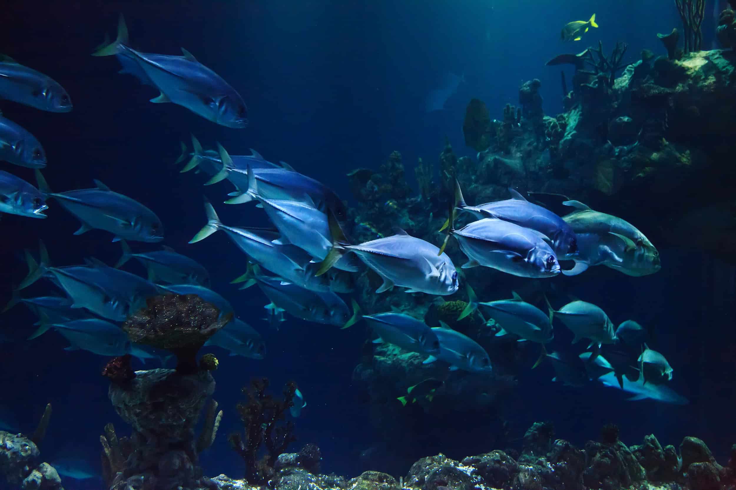 Marine-environment